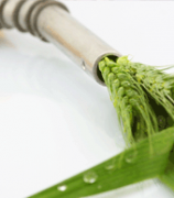 BioFuels-Tile BioFuels-Tile