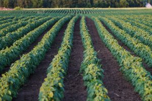 images of a soybean field